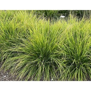 Ostrevka (Sesleria autumnalis) kont. P9